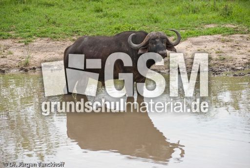 Afrikanischer Büffel (51 von 102).jpg